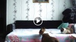 This Dog Is Not Allowed On The Bed, So Mom Set Up A Camera To Spy On Her Dog And Captured THIS…