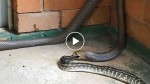 Omg! You have to see this! A snake eats another snake!