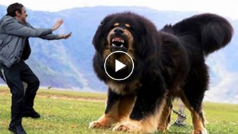 The biggest and strongest dogs in the world ever! I was shocked!