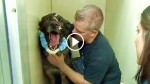 Police Dog Gets Shot In The Head While Chasing a Suspect. 6 Months Later, Miracle Happens