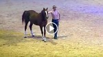 Man Stands By His Horse, But After His Next Move, The Entire Audience Is In Awe