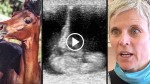 She Is Devastated When Her Beloved Horse Dies, Then Doctor Sees Something Strange On Ultrasound…