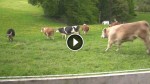 Cows Literally Jump For Joy After Being Released Into Open Fields