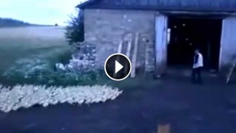Russian Guy Commands Ducks To March Into The Barn. Ducks Oblige!
