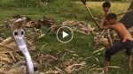 This children catch a big cobra with bare hand! WOW! You have to see this!