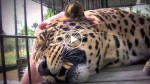 A human reaches his hand in to pet this massive leopard. OMG! Watch what happened next!