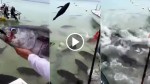 Guy Tosses Tuna To A School Of Predatory Giant Trevally Fish. What Happens Next it A Sight to Behold