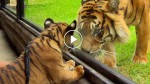 Watch the moment when tiger cubs meet an adult tiger for the first time. WOW!