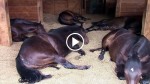 Owner Hears Strange Noises Coming From Inside A Barn. Then She Walks In And IMMEDIATELY Grabs Camera!