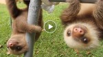 You have to see this adorable baby sloths try to speak! This made my day!