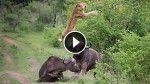 This Lion Was About To Have a Buffalo Dinner. Then His BFF Showed Up And Did The Unimaginable