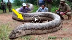 This is the biggest snake found on EARTH! First pictures with the monster!