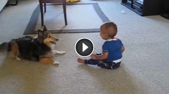 No One Believed That Their Dog And Baby Could Do This… So They Grabbed A Camera! BRILLIANT!