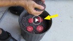 A man puts 4 tomato slices in a bucket of dirt. 12 days later? The result is wow!