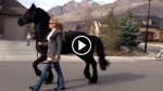 Some People Take Their Dogs for A Walk, But This Girl, She Walks Her Massive Stallion!