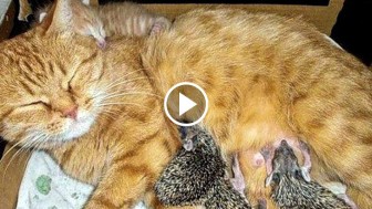 A Hero Mama Cat Adopts Four Orphaned Baby Hedgehogs!
