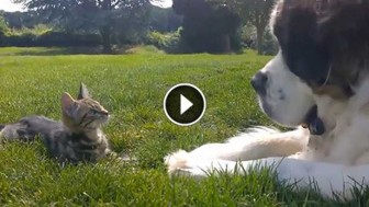 Big Dog Meets Tiny Kitten. The Most ADORABLE Reaction Ever!