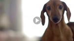 Dachshund Has Not Seen His Favorite Toy Since He Was a Puppy. Their Reunion is Simply Too ADORABLE!