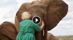 Woman Has Devoted Her Live To Rearing Orphan Elephants