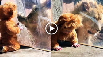 Baby Dressed as a Lion Cub Leaves The Real Thing Completely Confused
