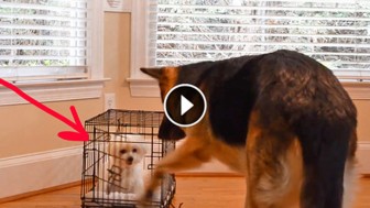 Her Puppy Kept Escaping, So She Set Up a Camera. What It Captured Is Just WOW!