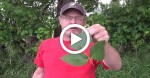 Man holds poison ivy in his hand but never gets a rash. Here’s his secret