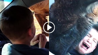 Boy Freaks Out When A Very Very Hungry Llama Decides to Help Herself To His Snack!
