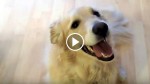 Owner Tells Her Golden Retriever To ‘Clean The House.’ What He Does Next? WOW!