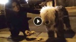 Amazing Rescuing of an Old English Sheepdog near the Railroad Tracks