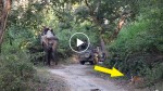Something not that often seen! Tiger attacks elephant with people on!
