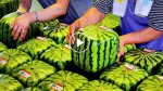 Japanese people are so creative! You must see their most bizzare inventions!