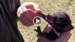 Adorable Baby Tasmanian Devil Cuddles With His Keeper. What Follows Is Too Cute For Words!