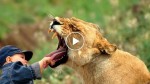 A hungry lion tries to eat a little boy at the zoo, but watch what happens next