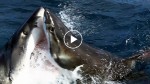 A fight not too often caught on camera! Giant great white shark attacks another one!