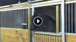 Their Horse Kept Disappearing, So They Set Up A Camera. What It Captured is Unbelievable!