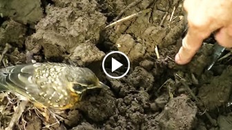 Baby Bird Approaches Farmer Asking For Help. You’ll Never Believe What She Wants…