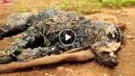 I thought it was a dead dog, but then his eyes moved. What happens next is unbelievable
