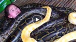 Snake massage is the latest relaxation trend. Watch it!