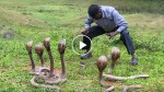 This guy rescues 6 cobras, but a few moments after they surrounded him and did this!