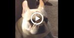 Mom asks bulldog about his day. Bulldog responds in hilarious fashion