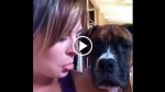 Woman Decides To Take A Selfie With Her Boxer. Dogs Reaction….PRICELESS!