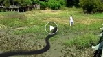 The reaction of a grown man when he is attacked by a giant snake! OMG!