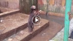 Heartbreaking footage shows skeletal sun bears begging for food from visitors at zoo!