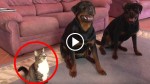 He Asks His Dogs to Perform A Trick, Then The Cat Completely Steals The Show