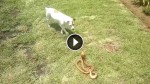 Badass Terrier Shows a Deadly Cobra Whose House It Is