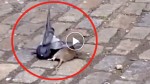 Pigeon VS Rat! What do you think? See who won!