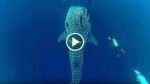 Giant Whale Shark Approaches Diver, Then He Realize Something Is Terribly Wrong