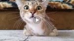 A cat is watching a horror movie. Watch her reaction