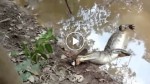 Watch what happens when an alligator tries to eat an electric eel. This is INSANE!