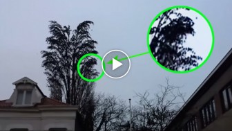 That’s NOT a normal tree! You won’t believe what this man caught on video